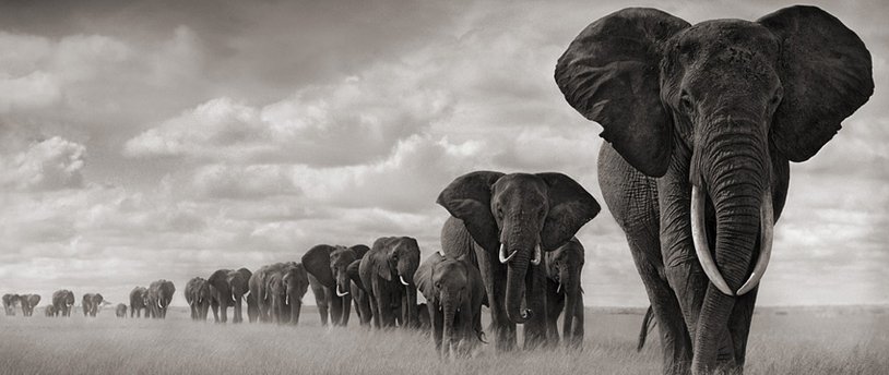 индийские слоны