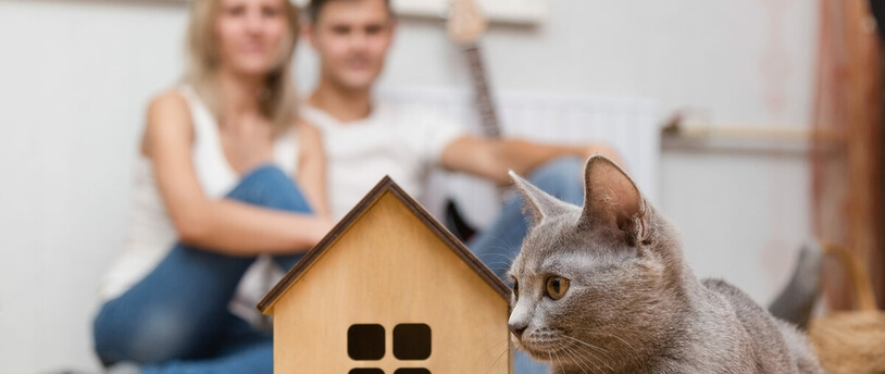 кошка и макет дома