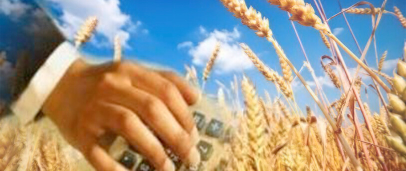 калькулятор на фоне поля пшеницы