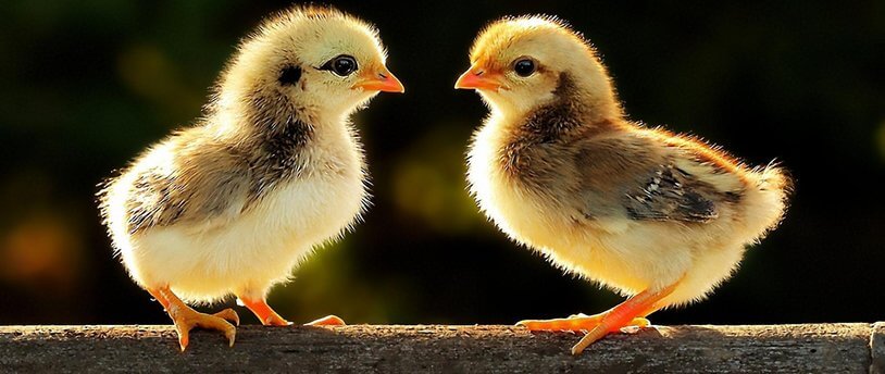 два цыпленка